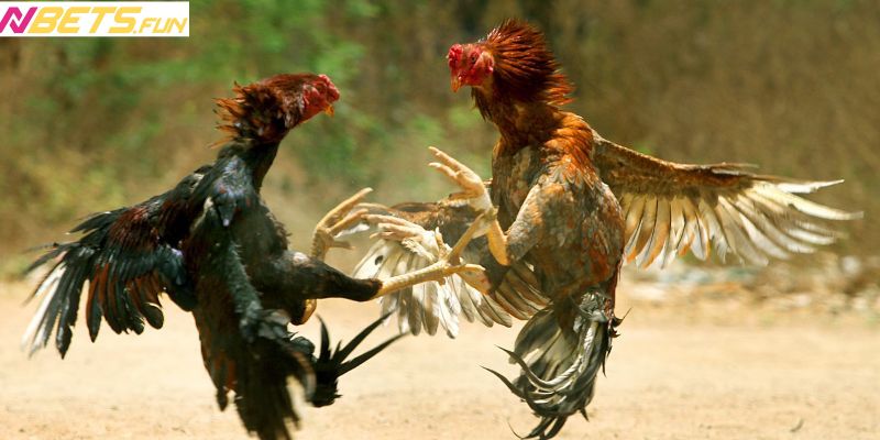 Bạn có thể truy cập vào nhà cái để tận hưởng game hấp dẫn bậc nhất