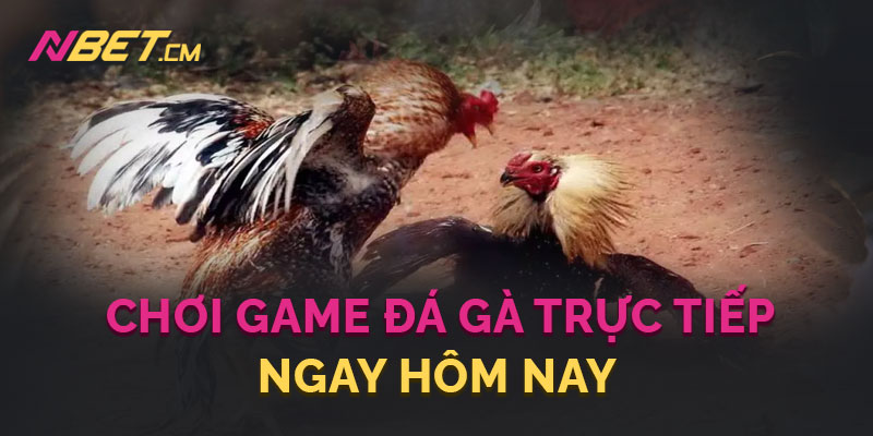 Hình thức game đá gà trực tiếp đã trở nên phổ biến