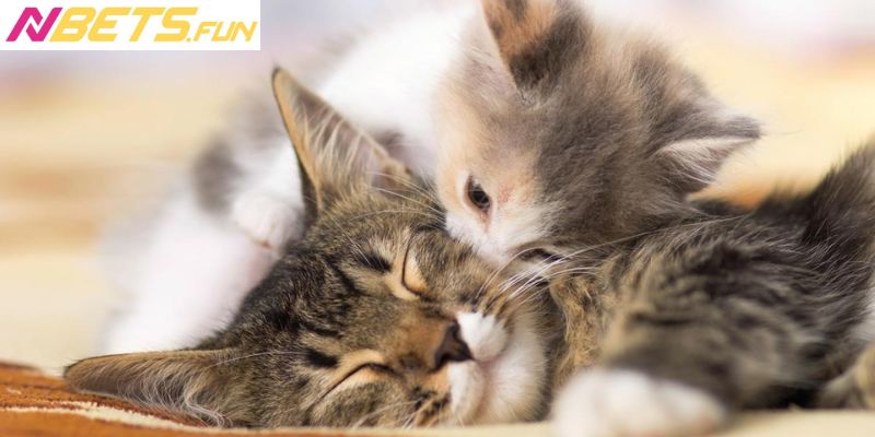 Sổ mơ con vật mang đến nguồn thu lớn cho lô thủ